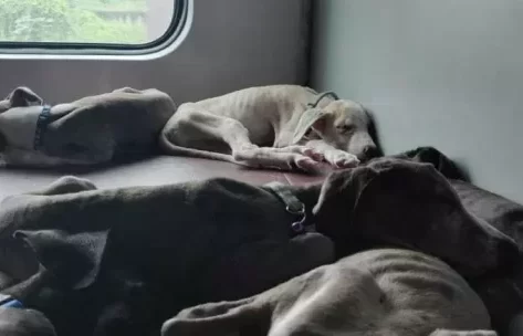 Guidelines for Taking Dogs on a Train