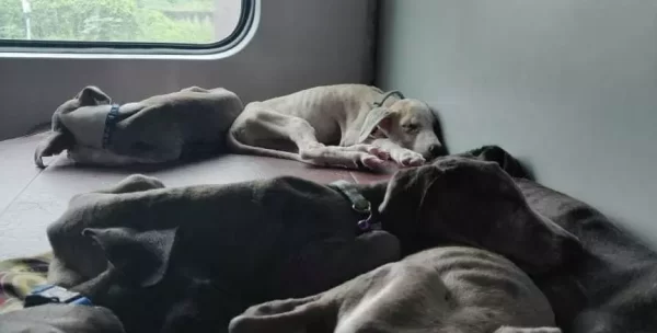 Guidelines for Taking Dogs on a Train