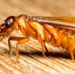 Do’s and Don’ts Of Flying Termites