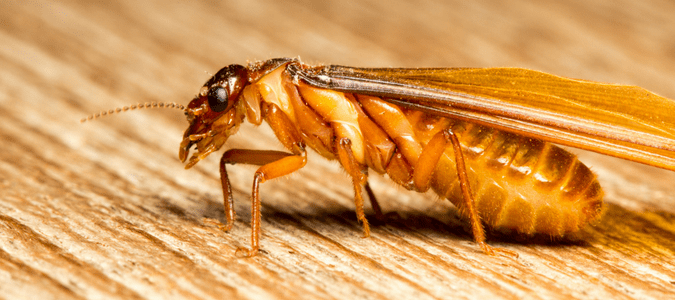 Do’s and Don’ts Of Flying Termites